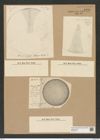 Coscinodiscus argus Ehr. (de-Toni-Nr.: Genus 202, Species 4992) Zeichnungen Sammlung Grunow Nr. 8709 (NHMW-BOT-W0378278)